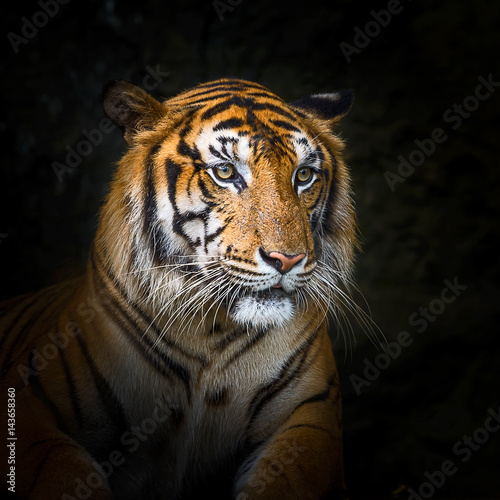 Tiger.