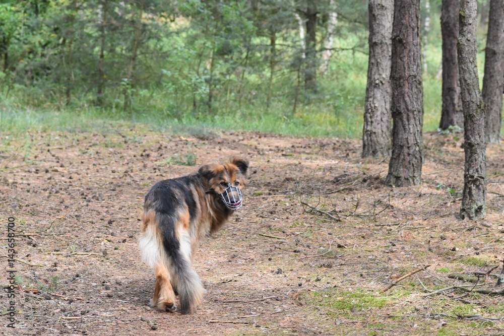 German Shepherd Dog in the forest walking
