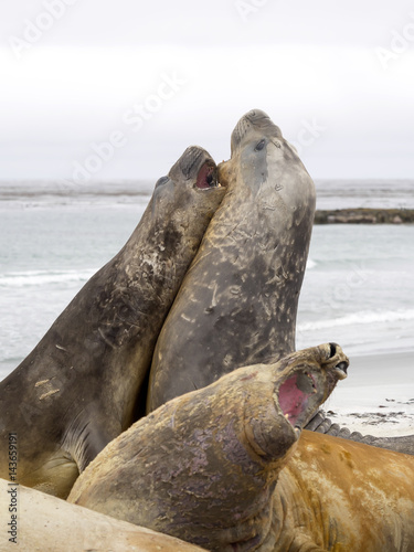  duel between two male South Elephant Seal, Mirounga leonina, Sea Lion Island, Falkland - Malvinas