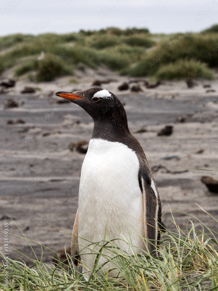 Fototapeta premium Gentoo penguin, Pygoscelis Papua, on the Sea Lion Island, Falkland / Malvinas