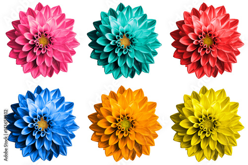 Pack of colored surreal dahlia flowers macro isolated on white Fototapete