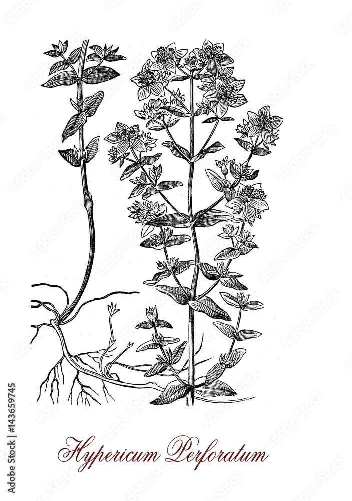 Hypericum perforatum or St John's wort is a flowering plant and a