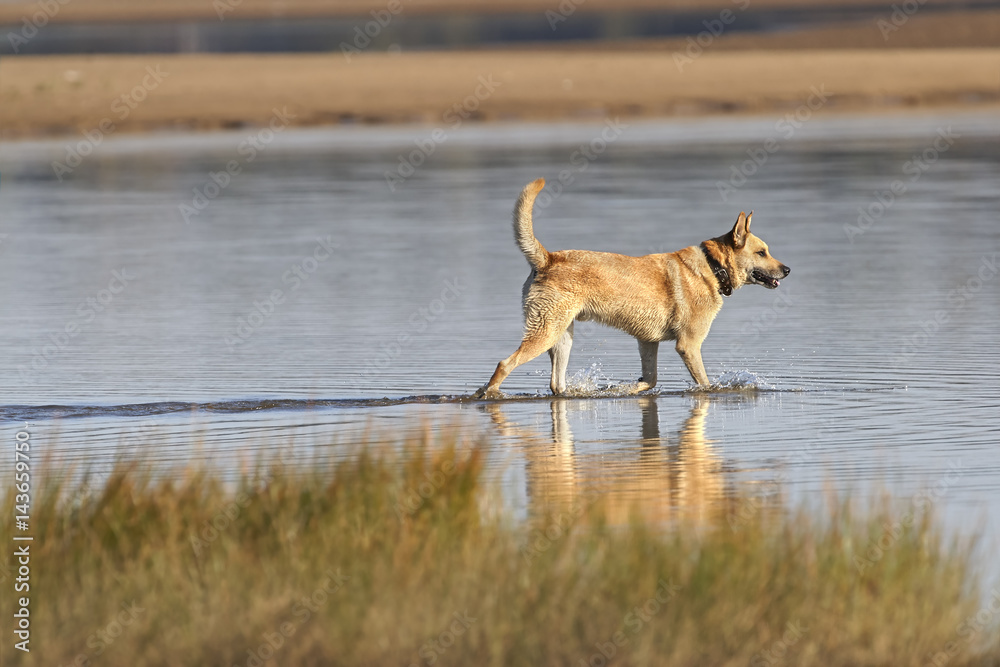 Hunting dog Hunting dog