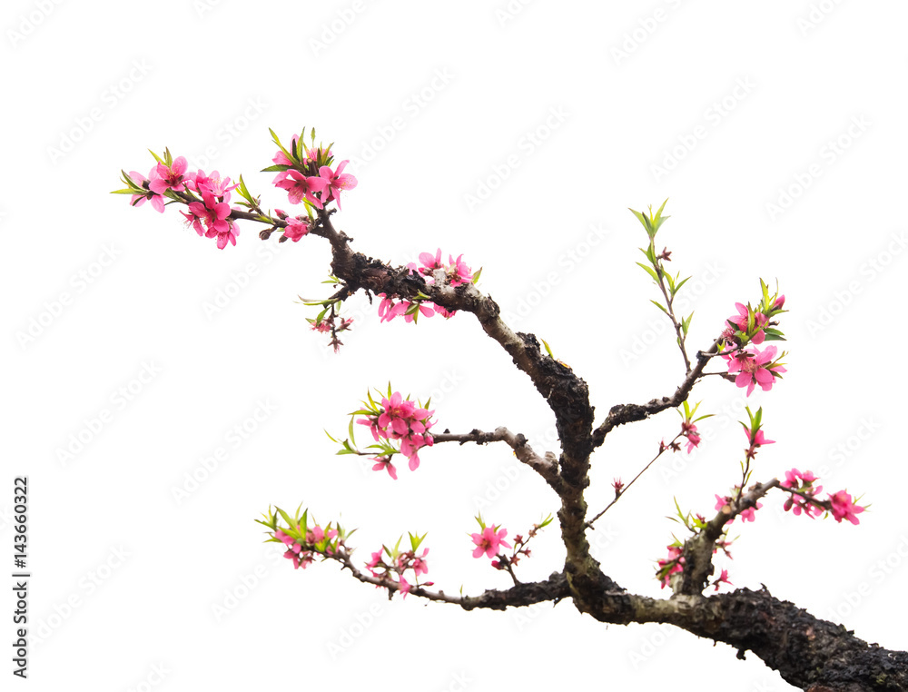Peach blossom flower isolated on white Peach blossom flower isolated on white