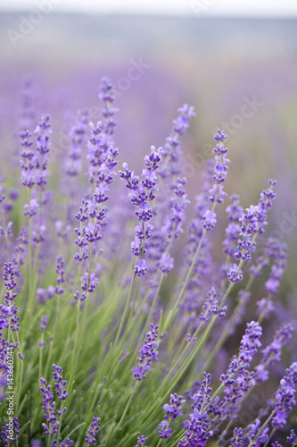 Fototapeta Naklejka Na Ścianę i Meble -  Lavender flowers - nature floral background