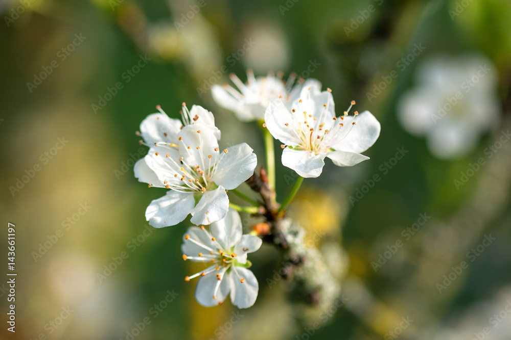 Springtime. Macro shot: Blossom of a cherry tree on a warm morning in spring. Springtime. Macro shot: Blossom of a cherry tree on a warm morning in spring.