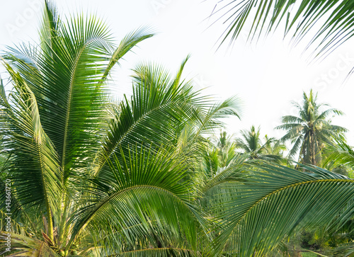 Coconut palm trees  Morning coconut plantation in sunrise