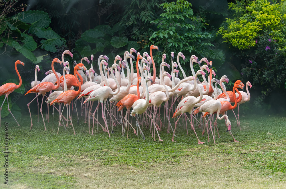 Obraz premium Flamingo birds standing