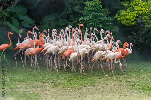 Flamingo birds standing