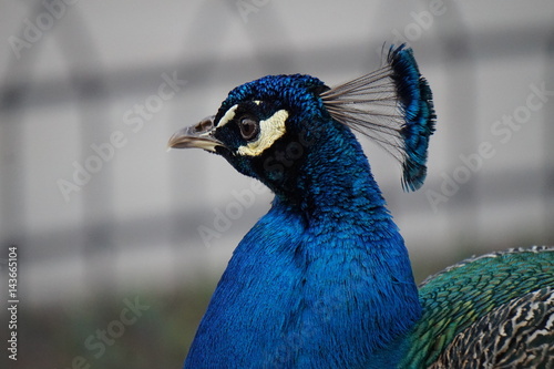 peacock