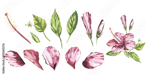 Watercolor vector isolated illustration of a pink hibiscus  tropical flower composition on a white background. EPS 10