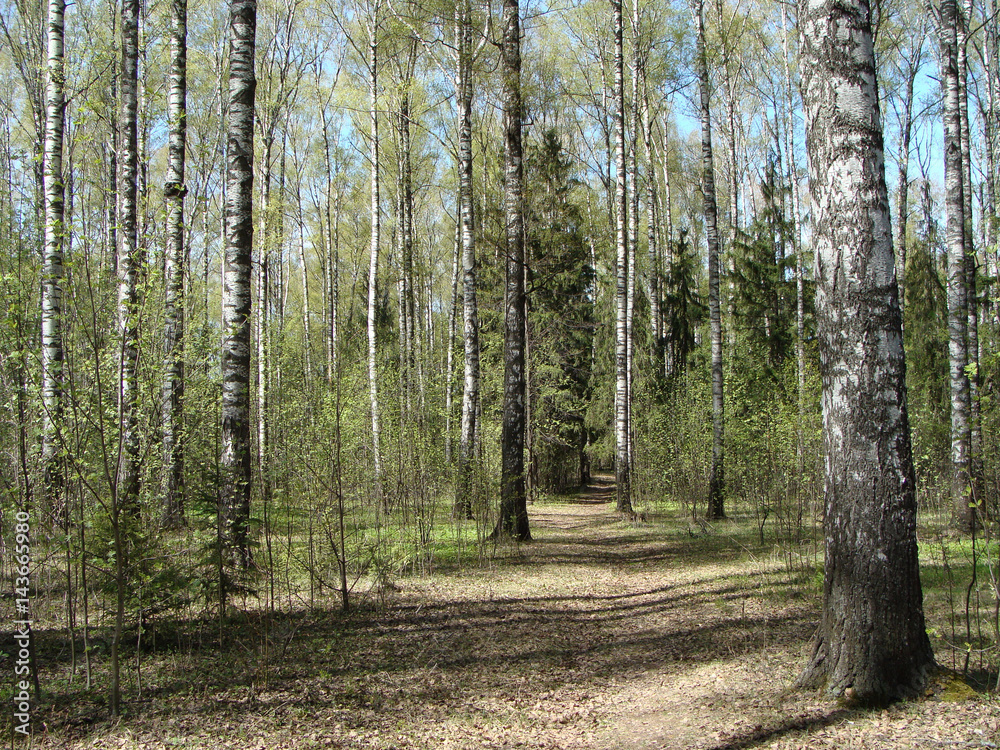 Birch Grove