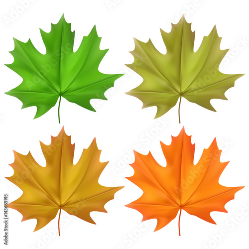 Vector illustration leaves