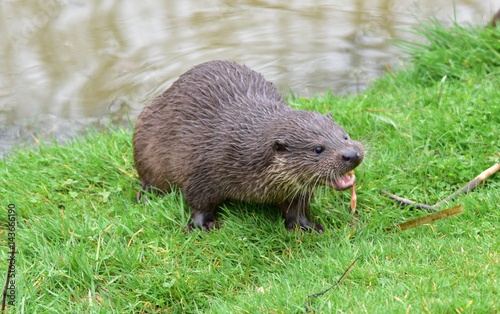 Otter on Riverbank