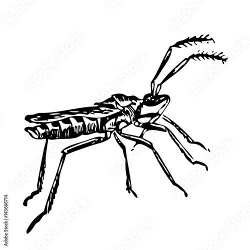 structure of the locust