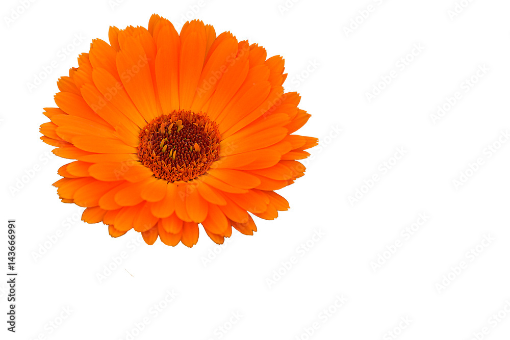 Medicinal Flower of Calendula officinalis on a white background. Medicinal Flower of Calendula officinalis on a white background.