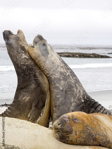  duel between two male South Elephant Seal, Mirounga leonina, Sea Lion Island, Falkland  - Malvinas photo