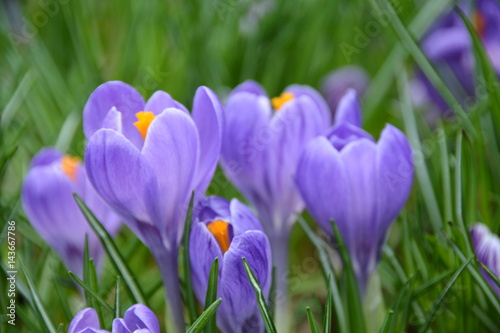 Beautiful fresh violet crocus flowers