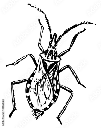 chafer