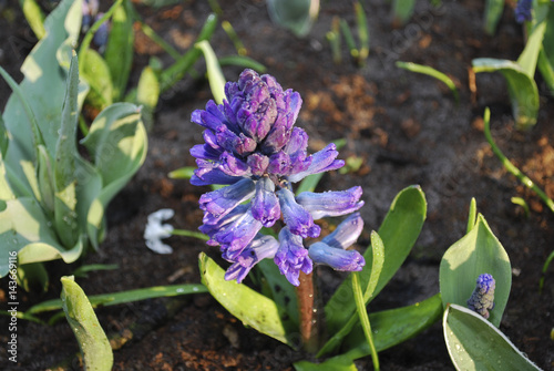 Hyacinth (Hyacinthus) 'Delft Blauw' plant growth in the flowerbed on the sunrise.