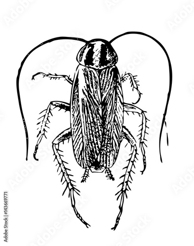 Coleoptera
