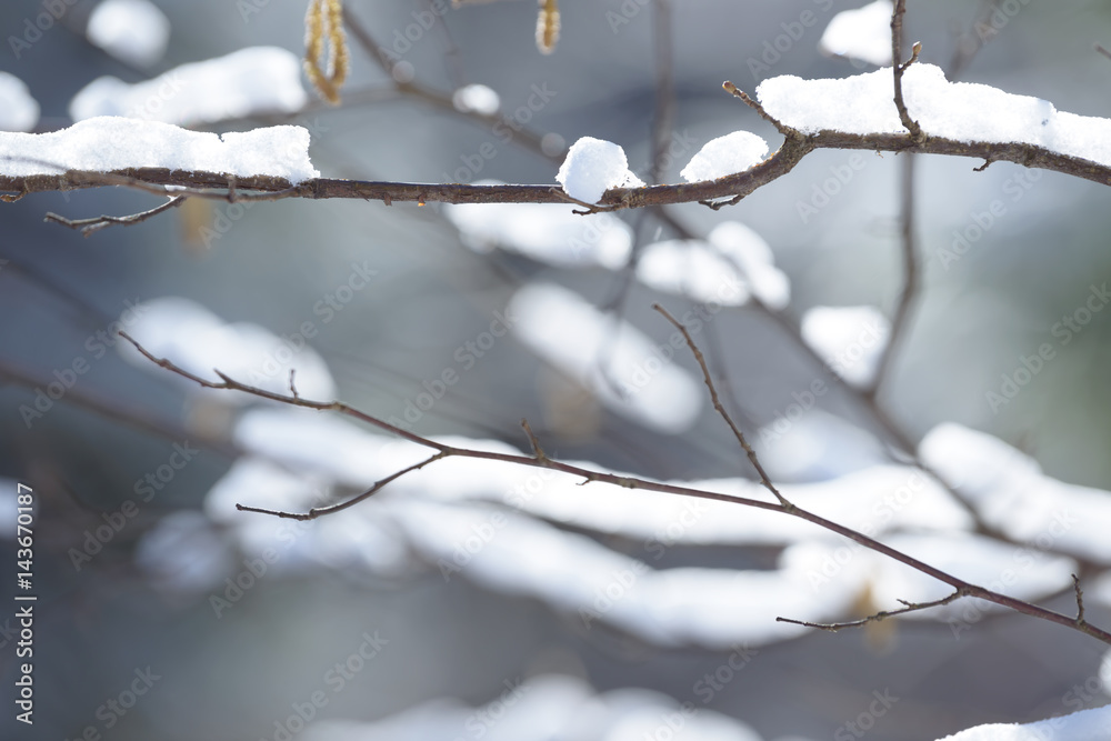 Winter branches covered with snow. Frozen bush branch in winter forest. Winter branches covered with snow. Frozen bush branch in winter forest.