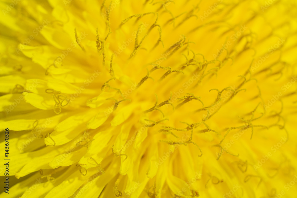 Obraz premium Dandelion flower in extreme close up. 
