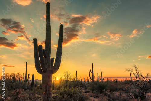 Beautiful sunset with Saguaro cactus in Saguaro National Park, Tucson, Arizona.