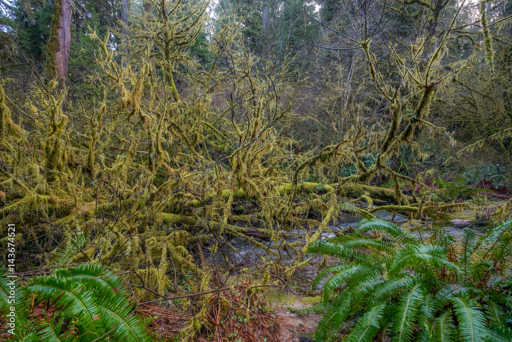 Fast flowing stream on the background of the Redwood Forest. Moss covered branches of trees. Scenic landscape. Redwood national and state parks. California, USA Fast flowing stream on the background of the Redwood Forest. Moss covered branches of trees. Scenic landscape. Redwood national and state parks. California, USA