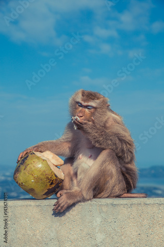 Cute monkey eating coconut. photo