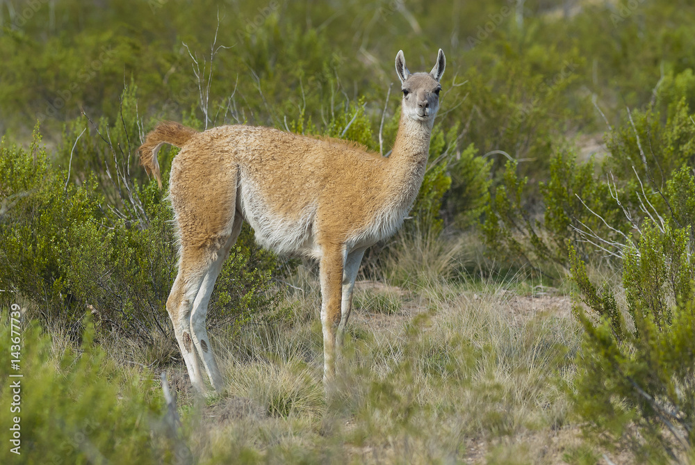 Obraz premium Guanacos, La Pampa, Argentina