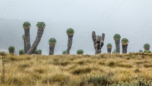 Giant plants (Senecio kilimanjari) near the camp Horombo (3700 m) on the slope of mount Kilimanjaro - Tanzania. photo