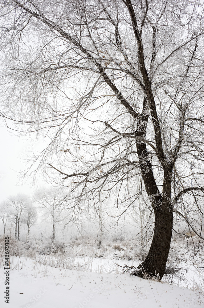 Snowy landscape