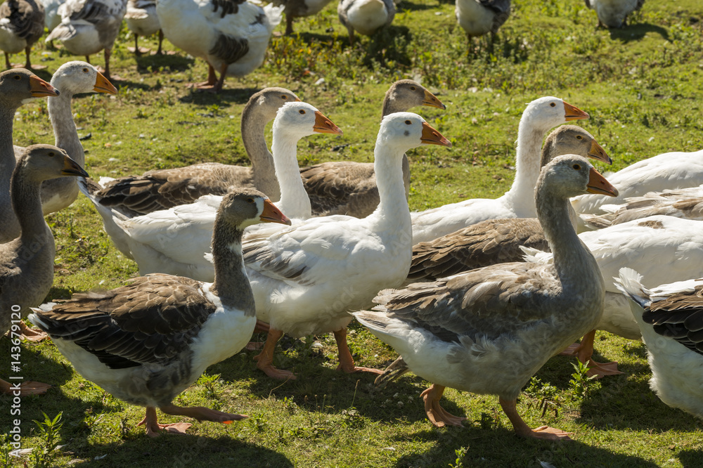 gray and white domestic geese gray and white domestic geese