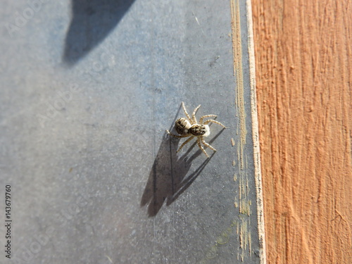  Philaeus chrysops photo