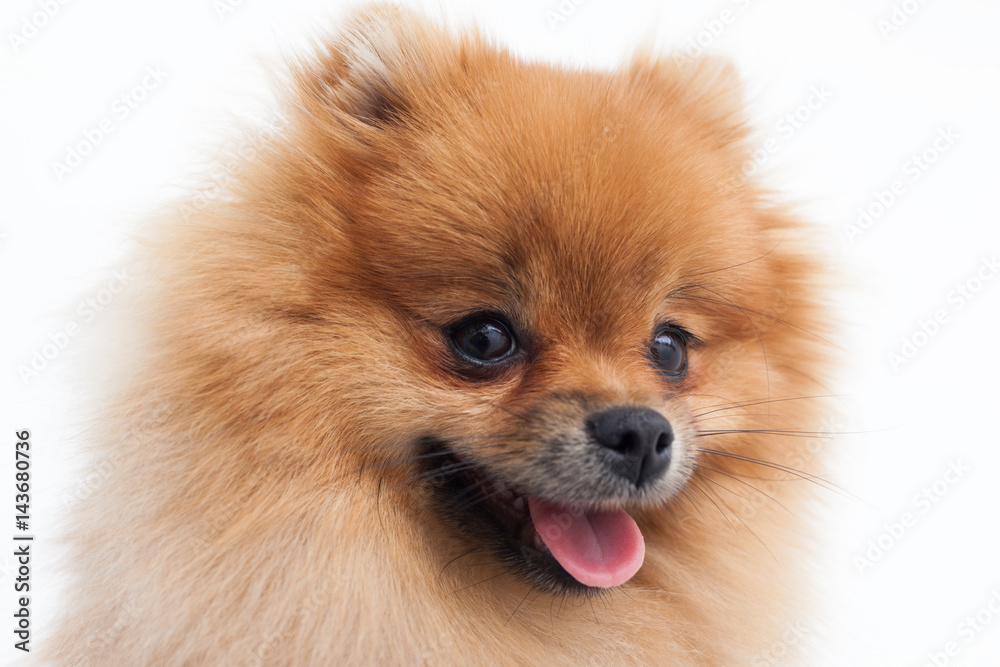 Portrait of a young orange pomeranian spitz close up