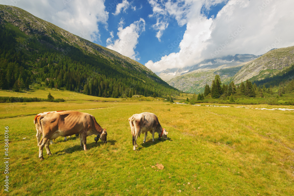 Cows on pasture in the National Park of Adamello Brenta from the Val di Fumo. Trentino Alto Adige, Italy