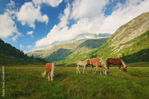 Horses on pasture in the National Park of Adamello Brenta from the Val di Fumo. Trentino Alto Adige, Italy © Jagoush