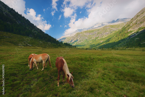 Horses on pasture in the National Park of Adamello Brenta from the Val di Fumo. Trentino Alto Adige, Italy
