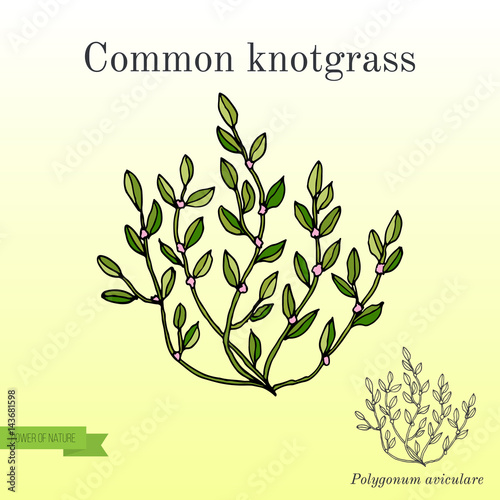 Polygonum aviculare or common knotgrass