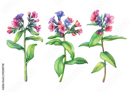 Set of  first spring wild flowers - Dark lungwort medicinal (Pulmonaria officinalis). Hand drawn watercolor painting on white background. photo