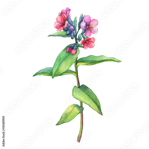 Illustration of  first spring wild flowers - Dark lungwort medicinal (Pulmonaria officinalis). Hand drawn watercolor painting on white background.
