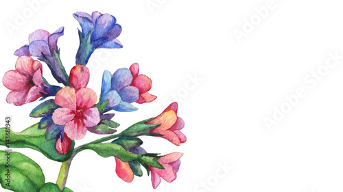 Illustration of  first spring wild flowers - Dark lungwort medicinal (Pulmonaria officinalis). Hand drawn watercolor painting on white background.