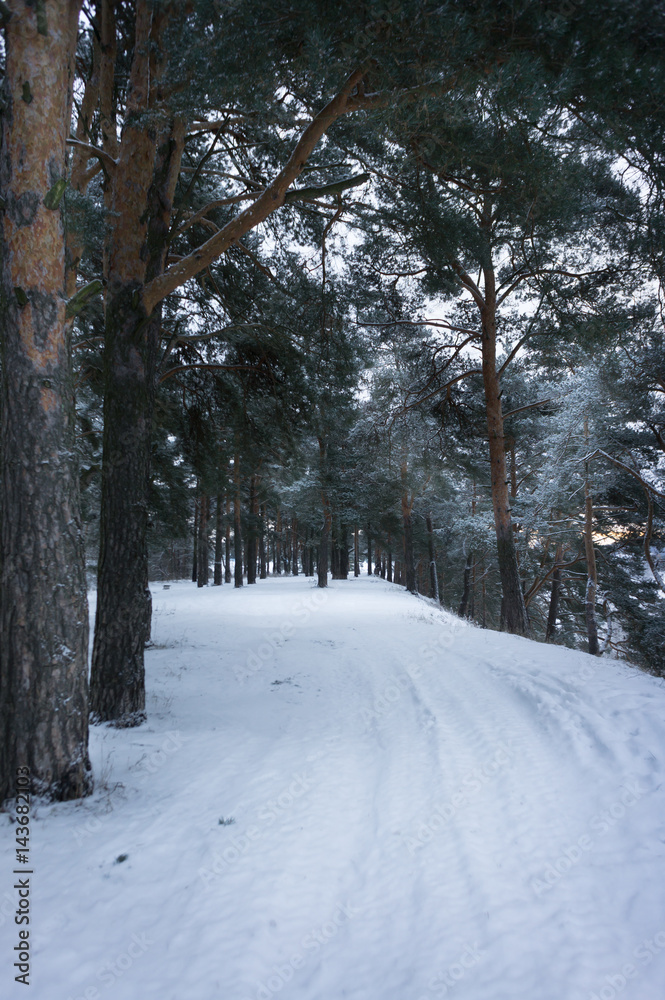 russian winter forest road in snow
