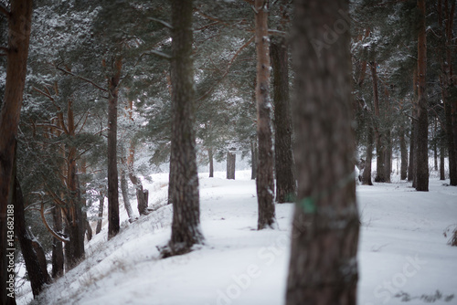 Mountain winter forest