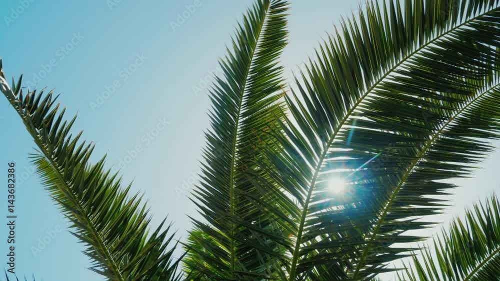 The sun's rays make their way through the leaves of the palm tree