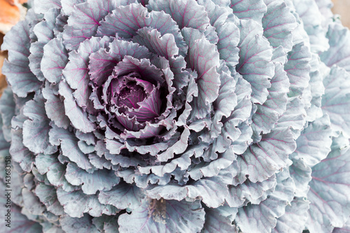 ornamental kale © Andrey