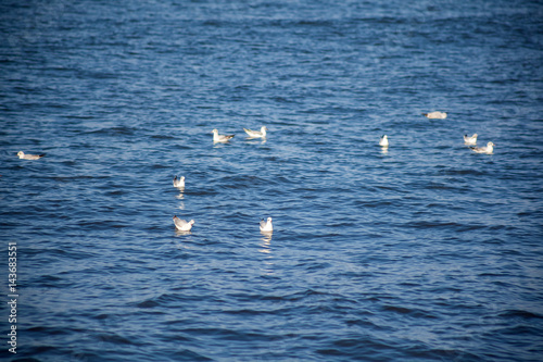 seagulls flying and swimming in clear blue water