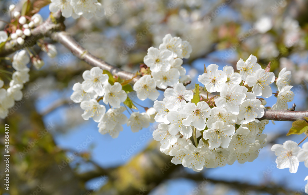 Obraz premium Fleurs de cerisier