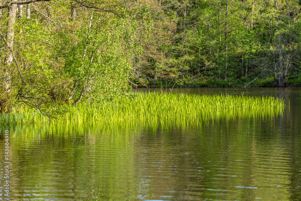 River Landscape in the deciduous forest in summer River Landscape in the deciduous forest in summer